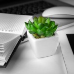 Succulent plant on desk with mouse and planner