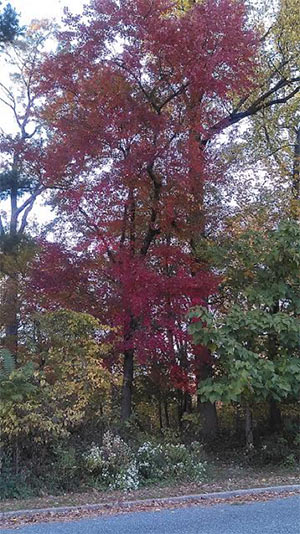 pennypack park trees